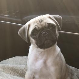 Bulldog, French Bulldog, and Pug Puppies from Royal destiny kennels