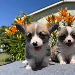 Pembroke Welsh Corgi Puppies from Rollnoaks & Cottontail AKC Pembroke Welsh Corgis