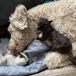 Lagotto Romagnolo Puppies from Lagotto Amore Breeders