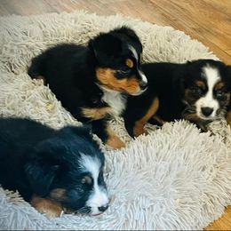 Miniature Australian Shepherd Puppies from Haden’s Mini Aussies