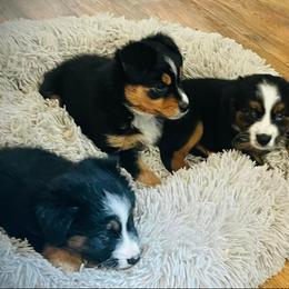 Miniature Australian Shepherd Puppies from Haden’s Mini Aussies