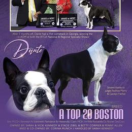 Dante - Boston Terrier