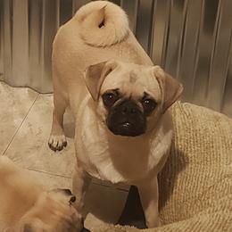 Mochi - Pug