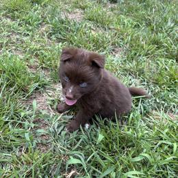 Pomsky Puppies from Fluff and Feathers