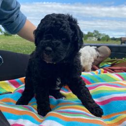 King - Black male Goldendoodle puppy in Eaton, Ohio from Dezi’s Sonshine Doodles