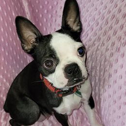 Boston Terriers from Royal Bostons