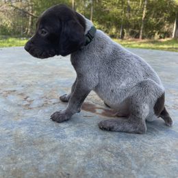 Puppy 10 - Liver and white German Shorthaired Pointer puppy in Pollok, Texas from Rockin’ Lazy 8