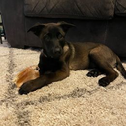 Belgian Malinois Puppies from Cascade Kennels