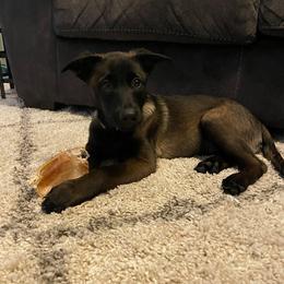 Belgian Malinois Puppies from Cascade Kennels