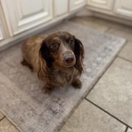 Darcy - Chocolate and tan female Dachshund puppy in Wray, Georgia from Cotton Hill Dachshunds