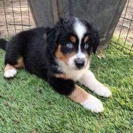 Parsley - Black tri female Miniature American Shepherd puppy in Springfield, Missouri from Sunrock Kennel