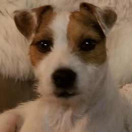 Yang - Parson Russell Terrier