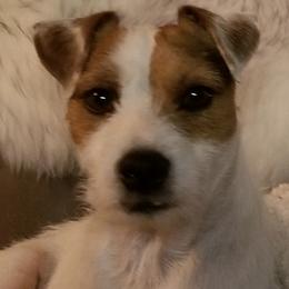 Yang - Parson Russell Terrier