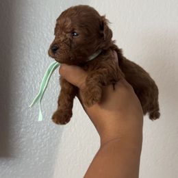 Lucky - Red  male Poodle puppy in Bakersfield, California from Underground kennels