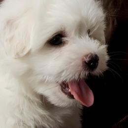 Cotons de Tulear from Cotonlicious Cotons