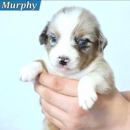 Murphy - Blue merle male Miniature Australian Shepherd puppy in Punta Gorda, Florida from Christie's Creekside Aussies