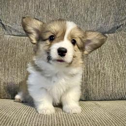 Sable Fluffy girl 1 - Sable female Pembroke Welsh Corgi puppy in Rochester, Indiana from Stacy’s Pembroke Welsh Corgis