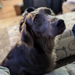 Princess - Weimaraner