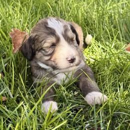 Tricky - Tri-color female Bernedoodle puppy in Springville, Utah from Oodles of Bernedoodles