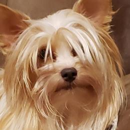 Yorkshire Terriers from Dare to Dream Yorkies