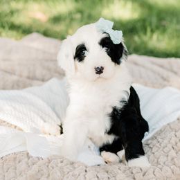 Bernedoodle, Goldendoodle, Poodle, and Sheepadoodle Puppies from Northwest Pups