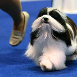 Havanese from Marcosa Havanese
