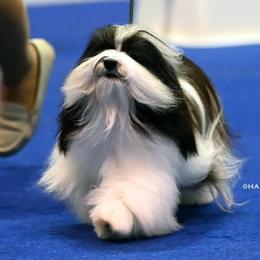 Havanese from Marcosa Havanese