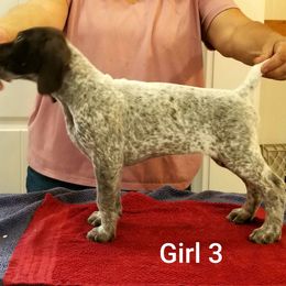 Girl 3 - German Shorthaired Pointer puppy from Kiroden German Shorthaired Pointers