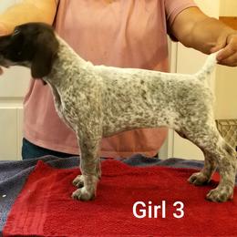 Girl 3 - German Shorthaired Pointer puppy from Kiroden German Shorthaired Pointers