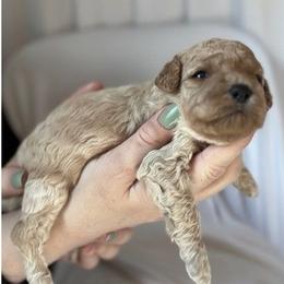 Olivia Alexandra - female Cavapoochon puppy in Fairmont, West Virginia from Ruby Heirloom Companions