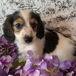 Barron - Black and tan male Dachshund puppy in Townsend, Georgia from Salt Creek Dachshunds