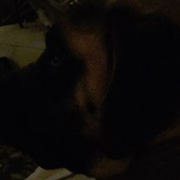 Mastiffs and Miniature Australian Shepherds from M&M Aussie's & Mastiff's