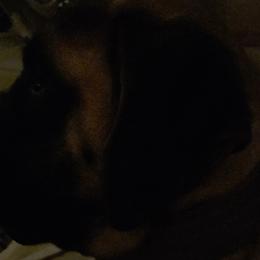 Mastiffs and Miniature Australian Shepherds from M&M Aussie's & Mastiff's