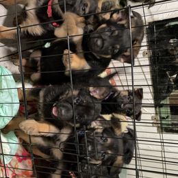 German Shepherd Puppies from Dady Shepherds