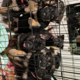 German Shepherd Puppies from Dady Shepherds