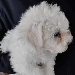 Bichon Frises and Cavalier King Charles Spaniels from Deborah's Puppies