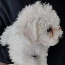 Bichon Frises and Cavalier King Charles Spaniels from Deborah's Puppies
