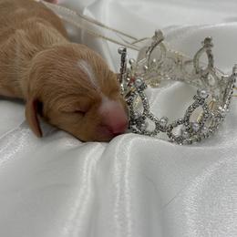 Kuma - Red female Dachshund puppy in Brownsville, California from Pine & Pasture Dachshunds