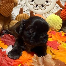 Velvet - Black female Shih Tzu puppy in Sherman, Texas from Shannon’s Sugar Sweet Shih Tzu’s