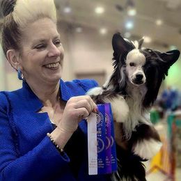 Poodles from BryMar Poodles, Chinese Crested & Russian Toys
