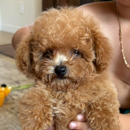 Buddy - Apricot male Poodle puppy in Reedley, California from Diamond Poodles