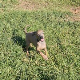 Oreo - Fawn male Italian Greyhound puppy in Newalla, Oklahoma from Heartland Iggys