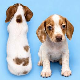 Pup 1 - 2500 - Piebald male Dachshund puppy in Williston, Florida from Teenie Weenie Dachshunds