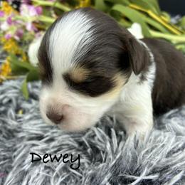 Dewey - Parti male Miniature Schnauzer puppy in Sylvania, Georgia from Southern Sky Miniature Schnauzers