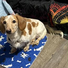Mabel - Piebald female Dachshund puppy in Nampa, Idaho from 208 Wiener Wiggle Butts LLC