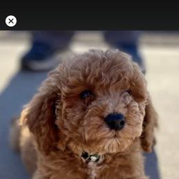 Goldendoodle and Poodle Puppies from Still Waters Farm