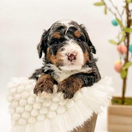 Washington - Tri-color male Bernedoodle puppy in Hudson, Indiana from TurkeyCreek-K9