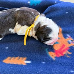 Yellow collar - Brown and white male Saint Bernard puppy in Ramona, California from Buendias Ranch Saint Bernards & Bernese Mountain Dogs