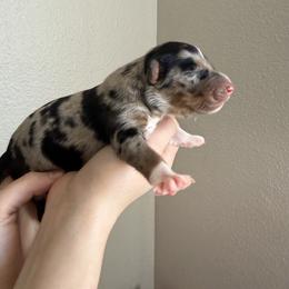 Twix - Black tri-color female Australian Shepherd puppy in Weeki Wachee, Florida from Ace of Spades Australian Shepherds