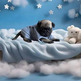 Pug Puppies from Precious Paws